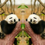 Diferenças em imagens simétricas de animais