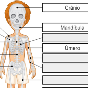 jogo de ossos do corpo