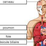 Órgãos Corporais em Francês