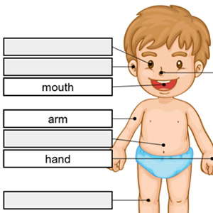 partes corpo humano em ingles