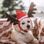 Quebra-Cabeças ANIMAIS de ESTIMAÇÃO de NATAL