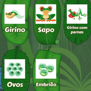 ciclo de vida do sapo para jogar online