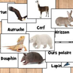 Nomes de Animais em Francês