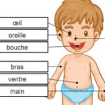 Corpo Humano em Francês