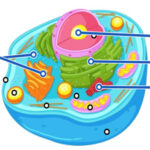 Diagrama da CÉLULA ANIMAL