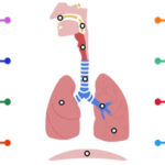 Diagrama do SISTEMA RESPIRATÓRIO