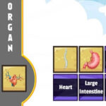 Escanear órgãos do Corpo humano