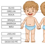 Partes Básicas do Corpo Humano