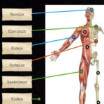 Ossos e Músculos do Corpo Humano