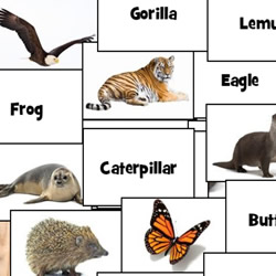 Memorizar os animais em ordem em COQUINHOS