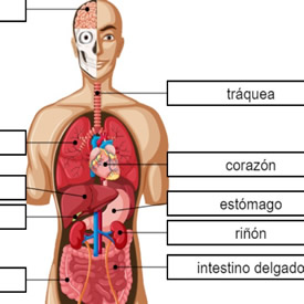 Jogo Corpo Humano 5-7 anos