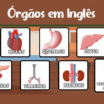 Órgãos do Corpo Humano em inglês