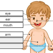 Jogo Corpo Humano 5-7 anos