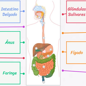 Jogo educativo o Corpo Humano 4-7 anos – Peketitos