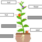 Peças de Planta em Inglês